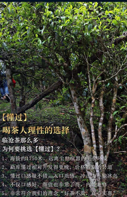 2020 Dongguo Raw Pu-erh Tea Cake, 357g, from Yunnan – SHENG JIA YUAN