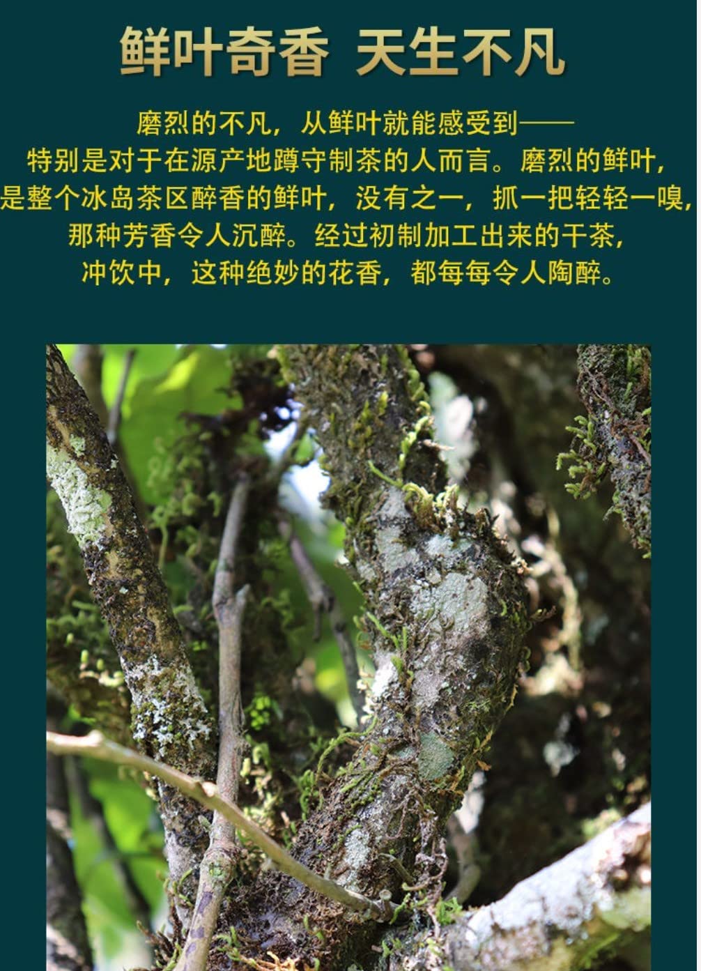 Puerh,2020,陸湯,磨烈,357g,Raw