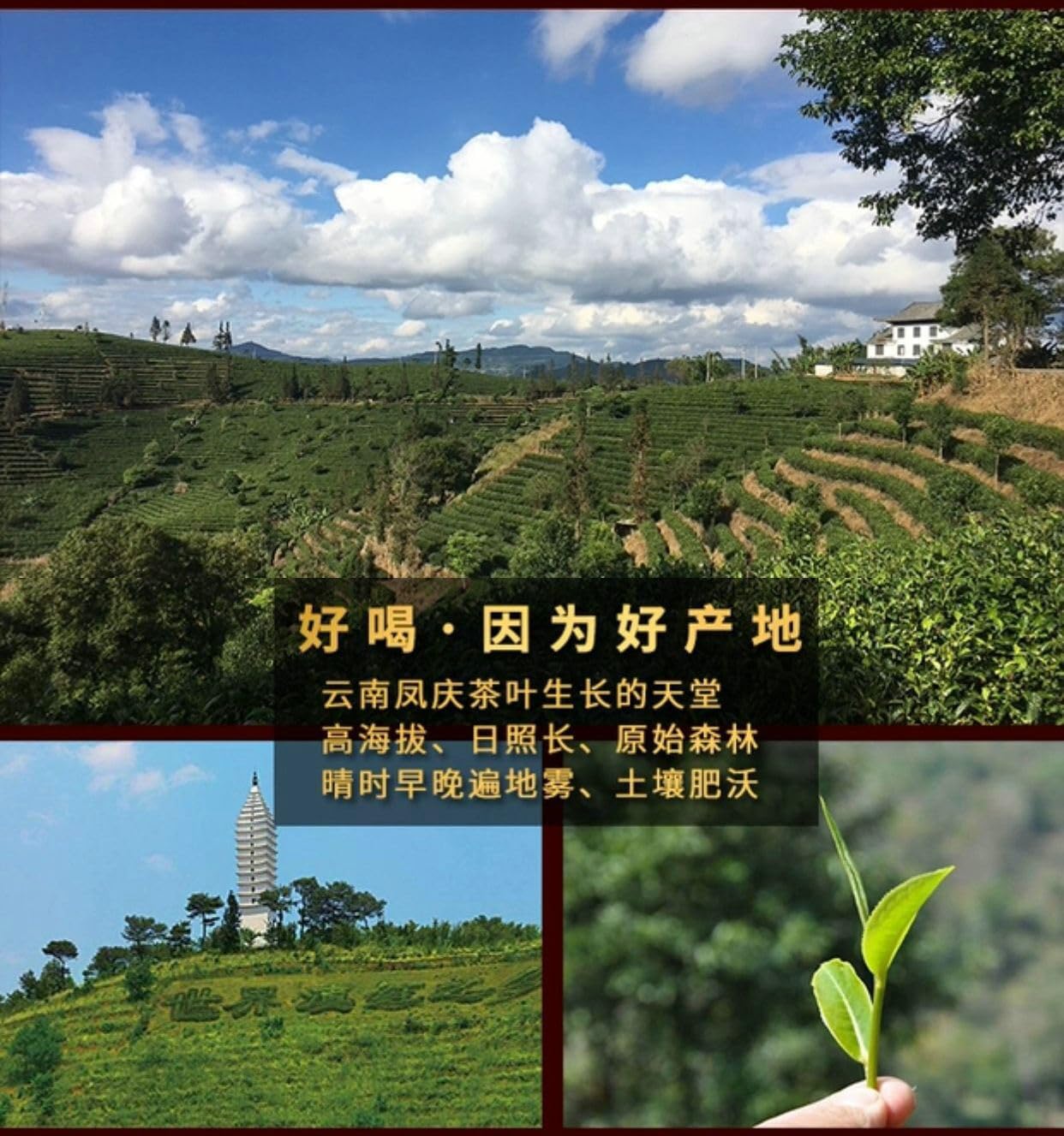 Yunnan Black Tea 雲南滇紅,鳳慶功夫滇红茶,纯手工蜜香金丝红茶龍珠,125g*4,Shipped from China
