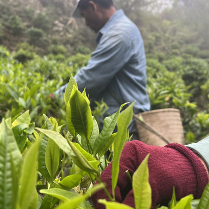 Taiwan unique tea,Taiwan indigenous wild tea,75g*4