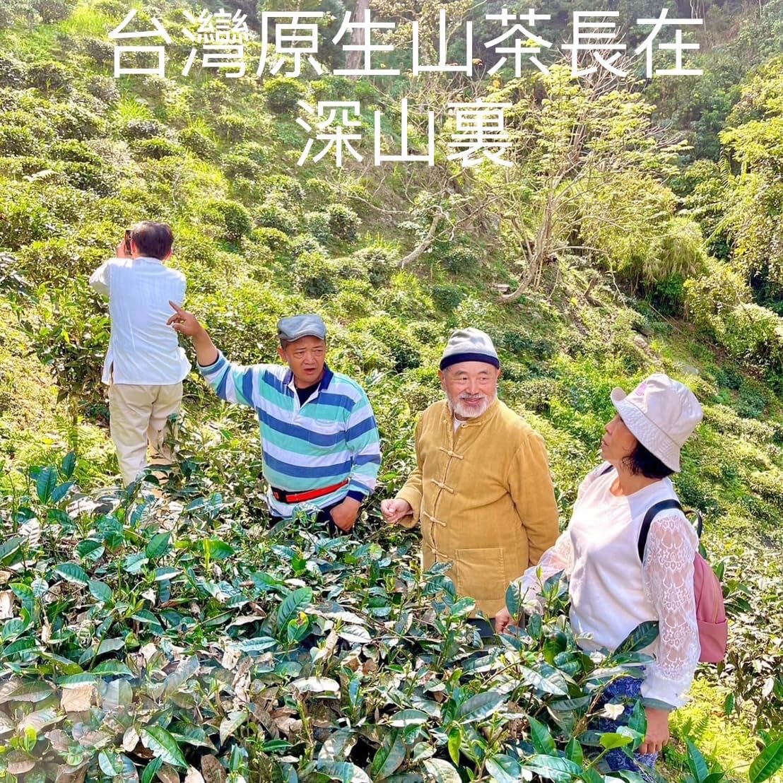 Taiwan indigenous wild tea,六龜藤枝 青茶 Liugui Tengzhi,Fragrant type Oolong tea,75g*4
