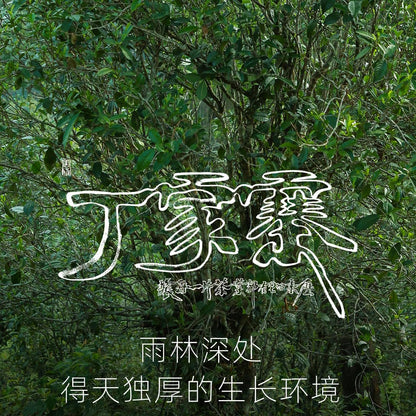 Rainforest Ancient Tree 2021 Dingjiazhai Raw Pu-Erh Tea Cake – 357g Premium Sheng Puerh
