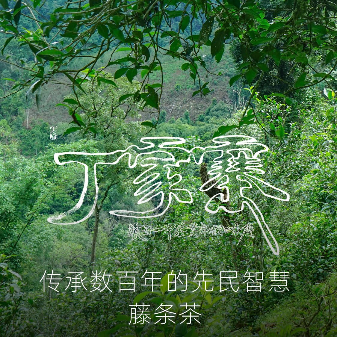 Rainforest Ancient Tree 2021 Dingjiazhai Raw Pu-Erh Tea Cake – 357g Premium Sheng Puerh