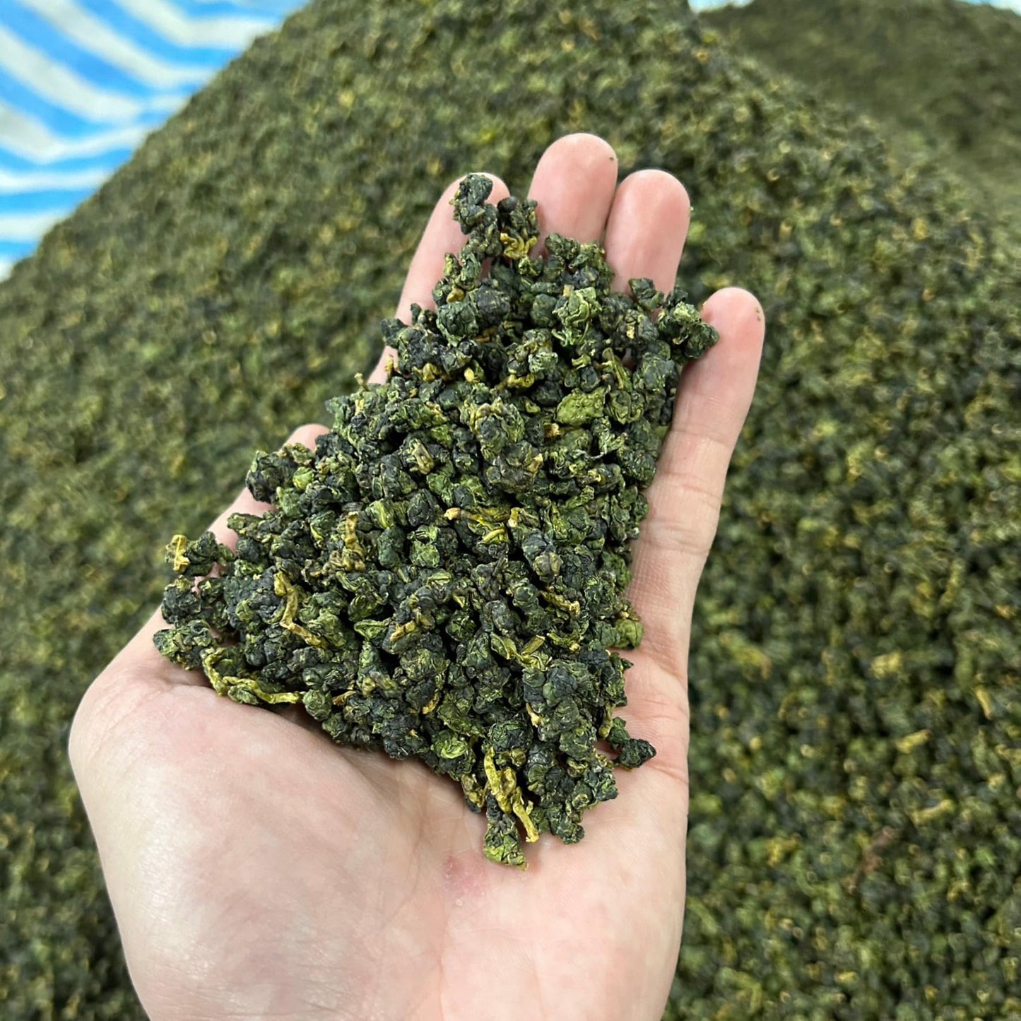 Taiwan unique tea,Chin-Shin-Oolong,大禹嶺冬茶 Dayuling Winter Tea,75g*8