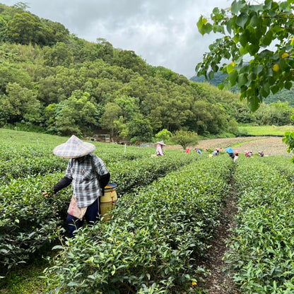Taiwan unique tea,台茶12號(金萱) TTES No.12 (Jhinshuan),福鹿茶 Fulu Tea,150g*4