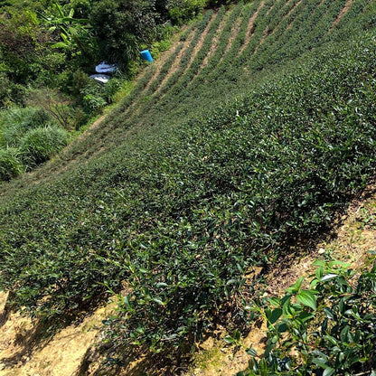 Taiwan unique tea,正欉鐵觀音 Tieh-Kuan-Yin tea,150g*4