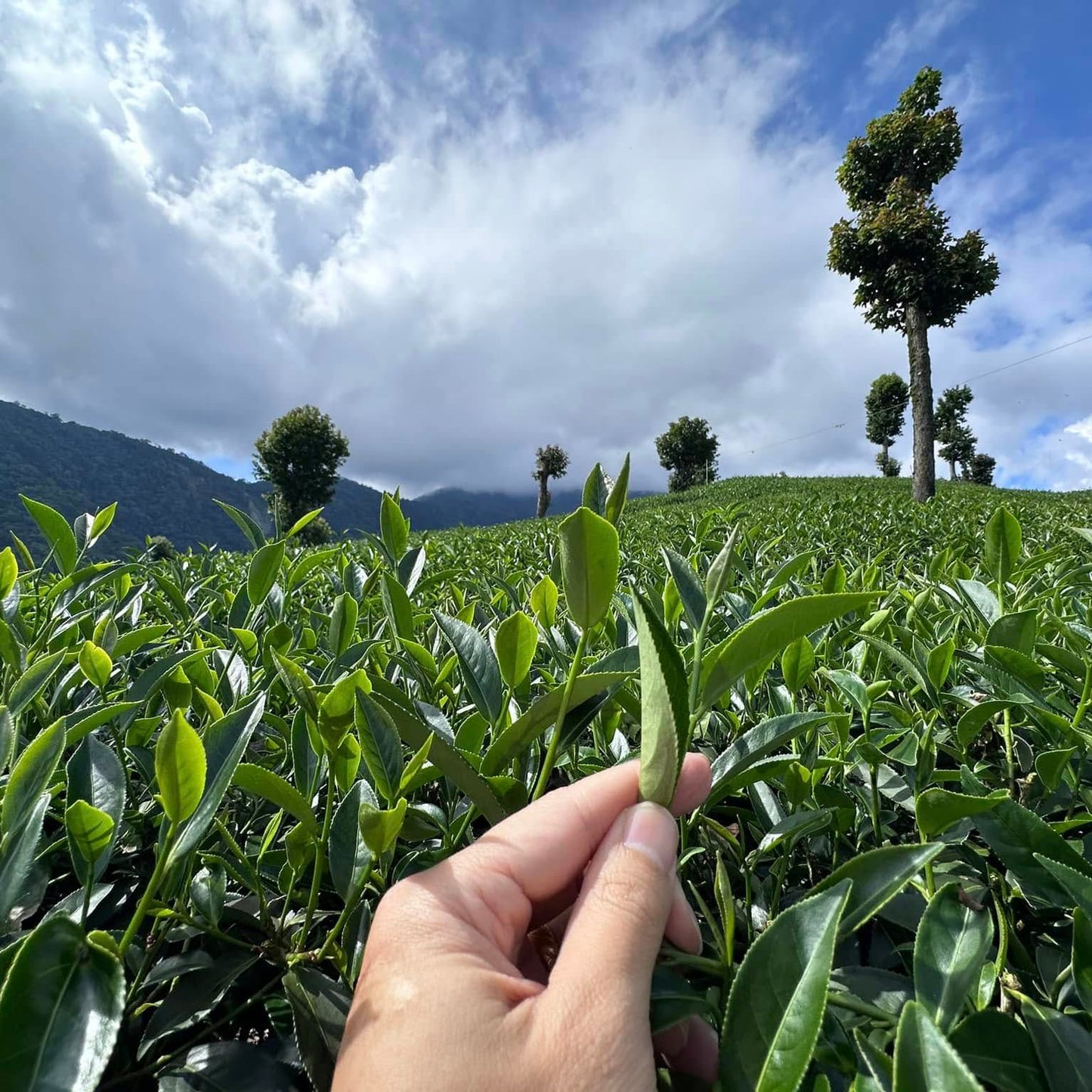 Taiwan unique tea,楓林茶葉,Chin-Shin-Oolong,Lishan,150g*4