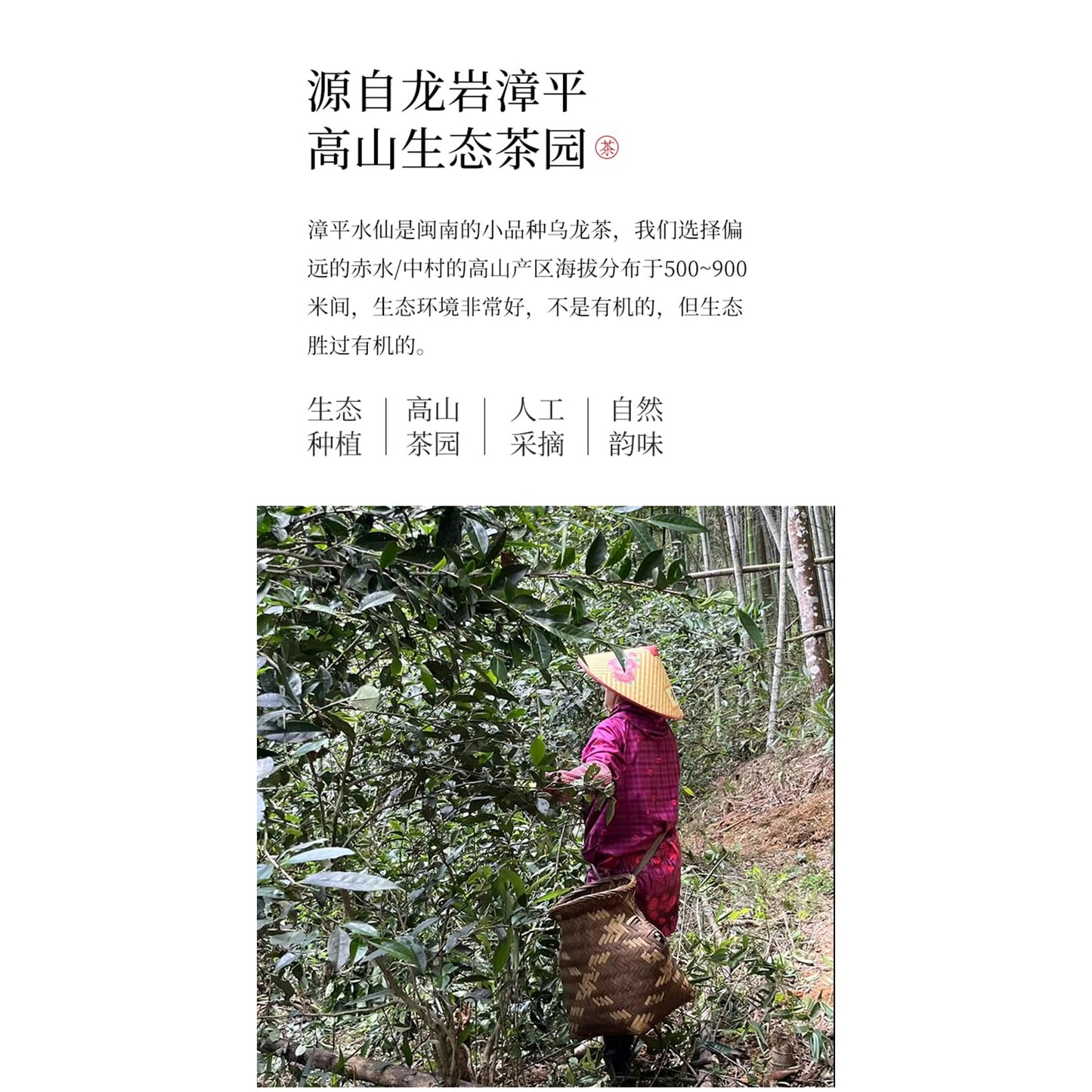 Zhangping Narcissus 漳平水仙,烏龍炭焙,濃香型,蘭花香,500g,Shipped from China