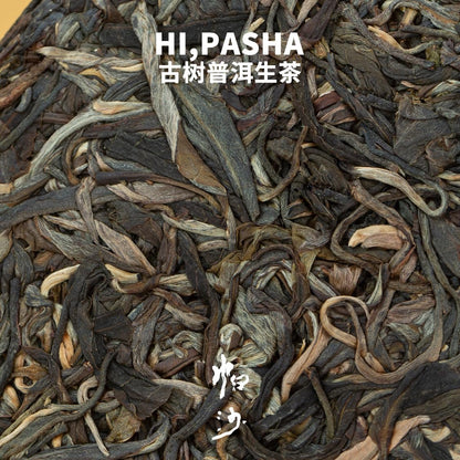 Rainforest Ancient Tree Pasha 2021 Raw Pu-Erh Tea Cake 357g – Premium Yunnan Sheng Puerh, Rich & Mellow