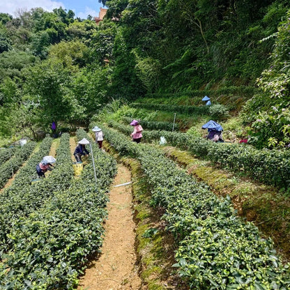 Taiwan unique tea,正欉鐵觀音 Tieh-Kuan-Yin tea,150g*4