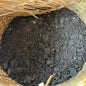 90s Liu Bao Tea – Loose Leaf Aged Dark Tea, 600g