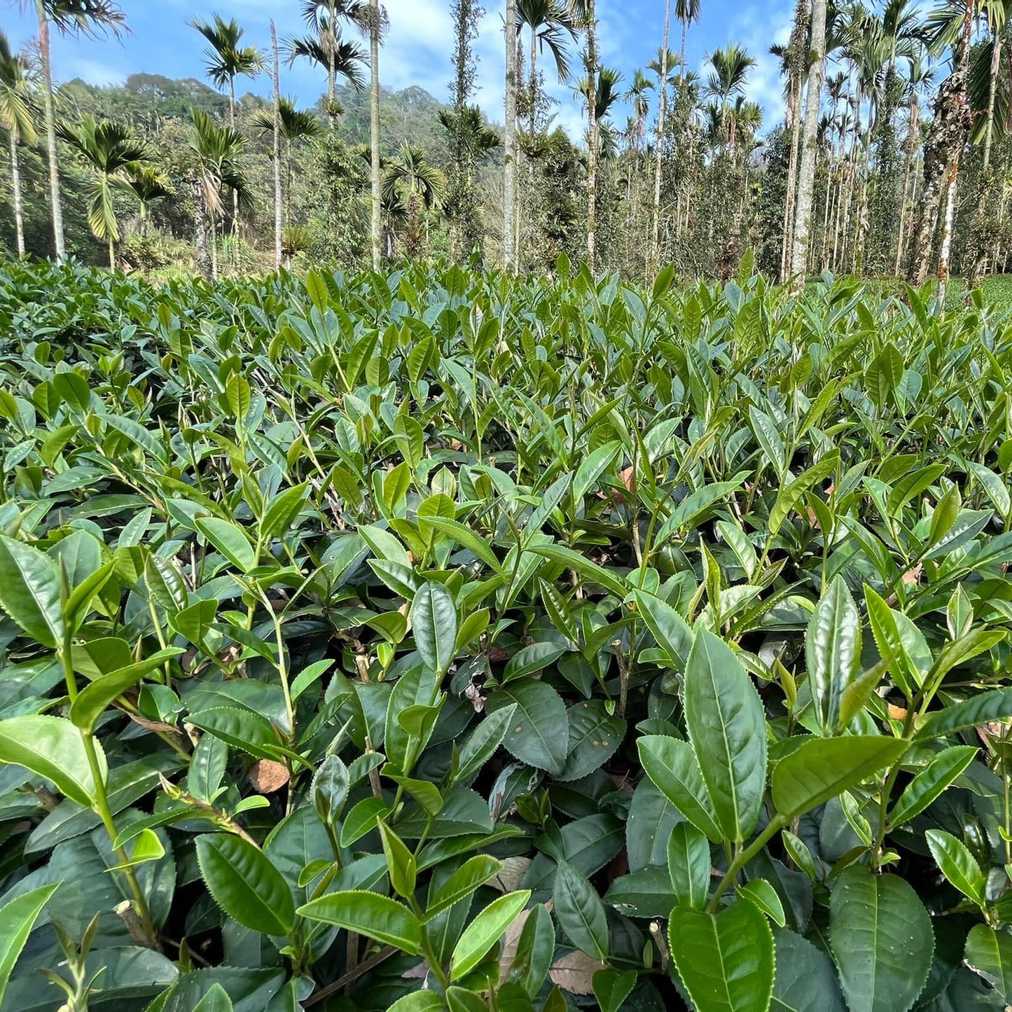 Taiwan unique tea,Namasya 條形紅茶,75g*8