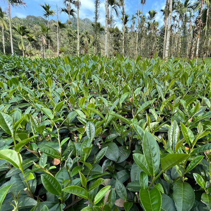 Taiwan unique tea,Namasya 條形紅茶,75g*8